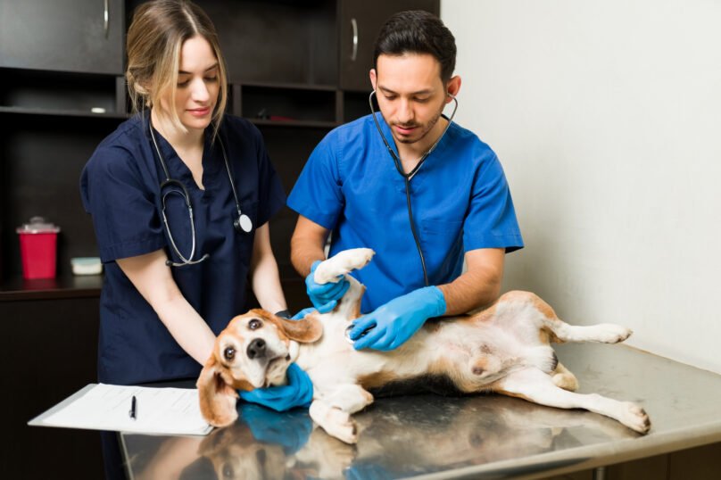 Top Funding Options for Expanding a Veterinary Practice