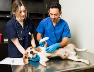 Top Funding Options for Expanding a Veterinary Practice Top Funding Options for Expanding a Veterinary Practice